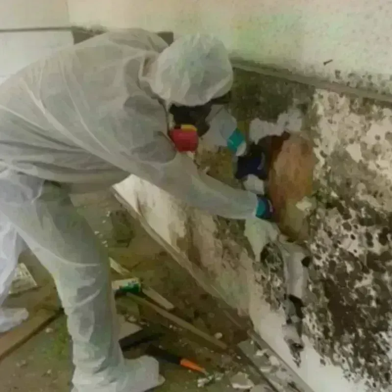 Mold Remediation and Removal in Hamilton County, NE